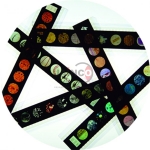 The Leaf of a Flowering Plant Microslide