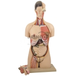 Bisexual Torso Model