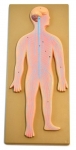 Human Nervous System Model