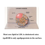 Blood Plasma Proteins, Lipoprotein Model