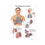 The Respiratory System Chart