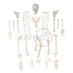 Disarticulated Human Skeleton 200 Bones