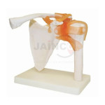 Shoulder Joint Life Size