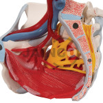 Pelvis With Nerves And Muscles Model
