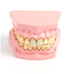 Dental Model Small