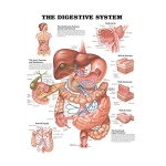 Digestive System Chart