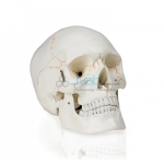 Skull With Blood Vessels