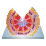 Herbaceous Dicot Stem