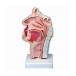 Nasal Cavity Model