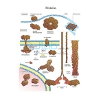 Proteins Chart