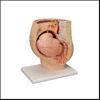 Human Female Pregnant Pelvis Section with Fetus