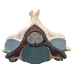 Fifth Cervical Vertebra