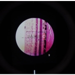 Central Nervous System Microslide