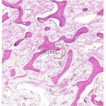 Histology Bone Prepared Slide