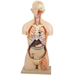 Torso Model with Head