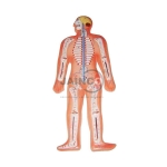 Human Nervous System Model