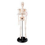 Half Size Human Skeleton 84cm