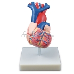 Heart Model Life Size
