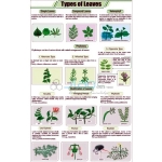 Types of Leaves Chart