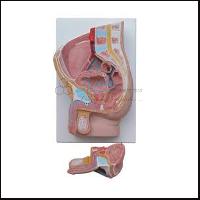 Human Male Pelvis Section