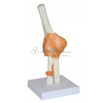 Elbow Joint