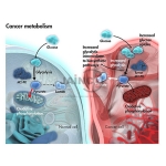 Cancer Metabolism Model