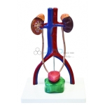 Urinary System Model