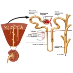 Renal Function Test Model
