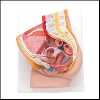 Human Female Pelvis Section