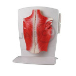 Back Muscle Model