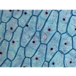Plant Cell Prepared Slide