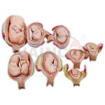Fetal Development Set Model