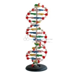 Human DNA Model