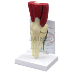 Mini Knee Joint Model
