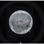 Ultra Structure of Animal Cells Microslide