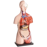Human Body Torso