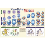 Visualising Meiosis Poster