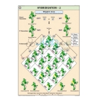 Hybridisation - 2