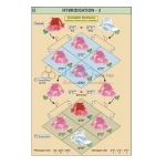 Hybridisation - 3