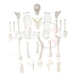 Deluxe Human Disarticulated Skeleton