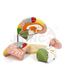 Human Brain Color Coded 4 Part
