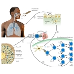 Francisella Species and Summary Model