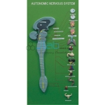 Autonomic Nervous System
