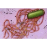 Escherichia and Salmonella Species Model