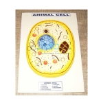 Animal Cell