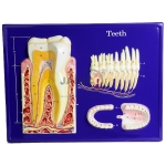 Teeth Model