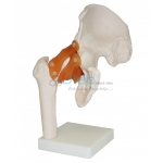 Hip Joint