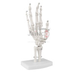 Hand Joint Model