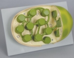 Chloroplast Model