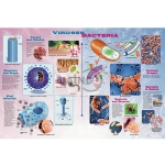 Viruses and Bacteria Poster